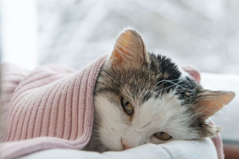 makiandampars - bacterial pneumonia in cats