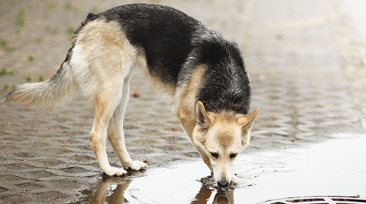 ماکیان دام پارس-درمان بیماری لپتوسپیروز در سگ