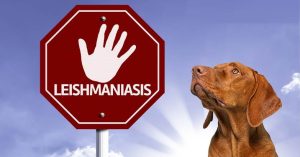 لیشمانیوز در سگ ها؛ آنچه باید بدانید