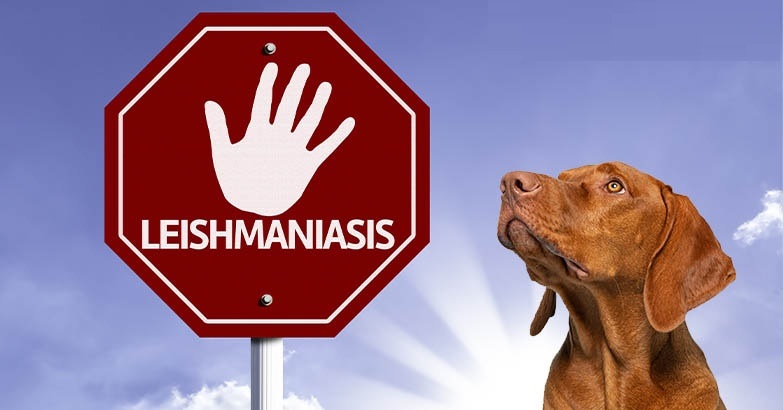 makiandampars - leishmaniosis in dogs