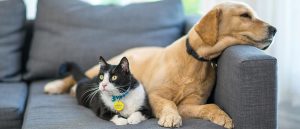 نقش کبد در سگ و گربه چیست و چه بیماری هایی کبد آنها را درگیر می کند؟