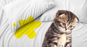بیماری مجاری ادراری تحتانی گربه; از علت تا درمان