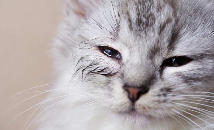 کمپلکس تنفسی گربه ها بیشتر در گربه هایی که به صورت دسته جمعی و با تعداد بالا زندگی میکنند؛ دیده میشود و بنابراین بروز این بیماری در گربه های خانگی که به تنهایی زندگی میکنند بعید به نظر میرسد.