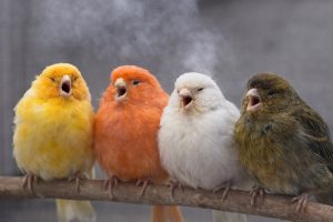 عفونت‌های تنفسی؛ یکی از جدی‌ترین تهدیدها در سالن‌های پرورش قناری