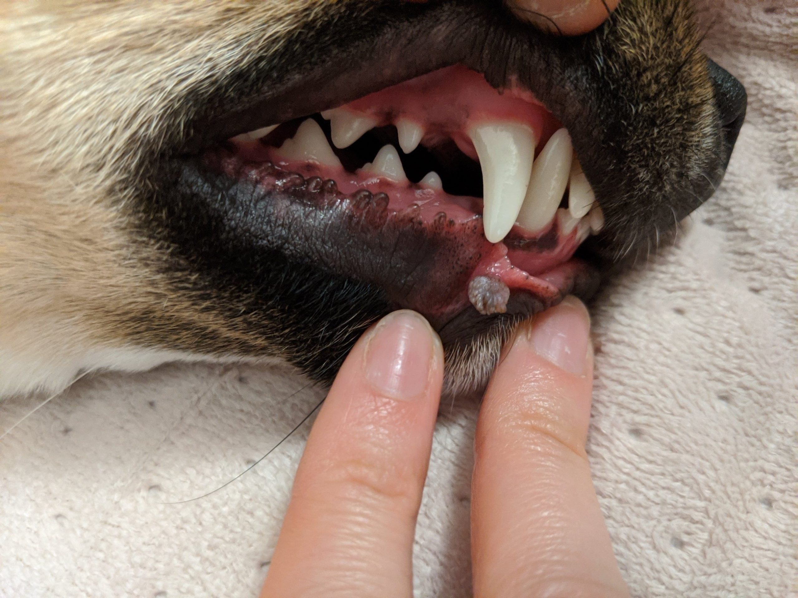 زخم های دهانی سگ ها؛ علل و درمان زخم های دهانی در سگ ها بر روی لب ها، لثه ها، زبان و سطح داخلی گونه ها دیده می شوند و وضعیتی دردناک و آزاردهنده برای آنها ایجاد می کنند. در این وضعیت، حتی غذا خوردن برای سگ ها دشوار می شود و می تواند راحتی و کیفیت زندگی آنها را پایین بیاورد. بنابراین لازم است علت ایجاد التهاب و زخم های دهان شناخته و به آن رسیدگی شود. 