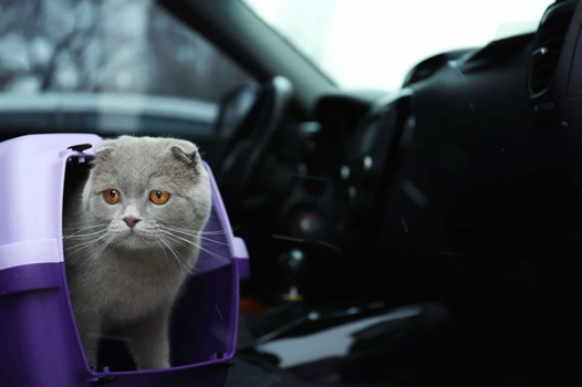 makiandampars - cats in car