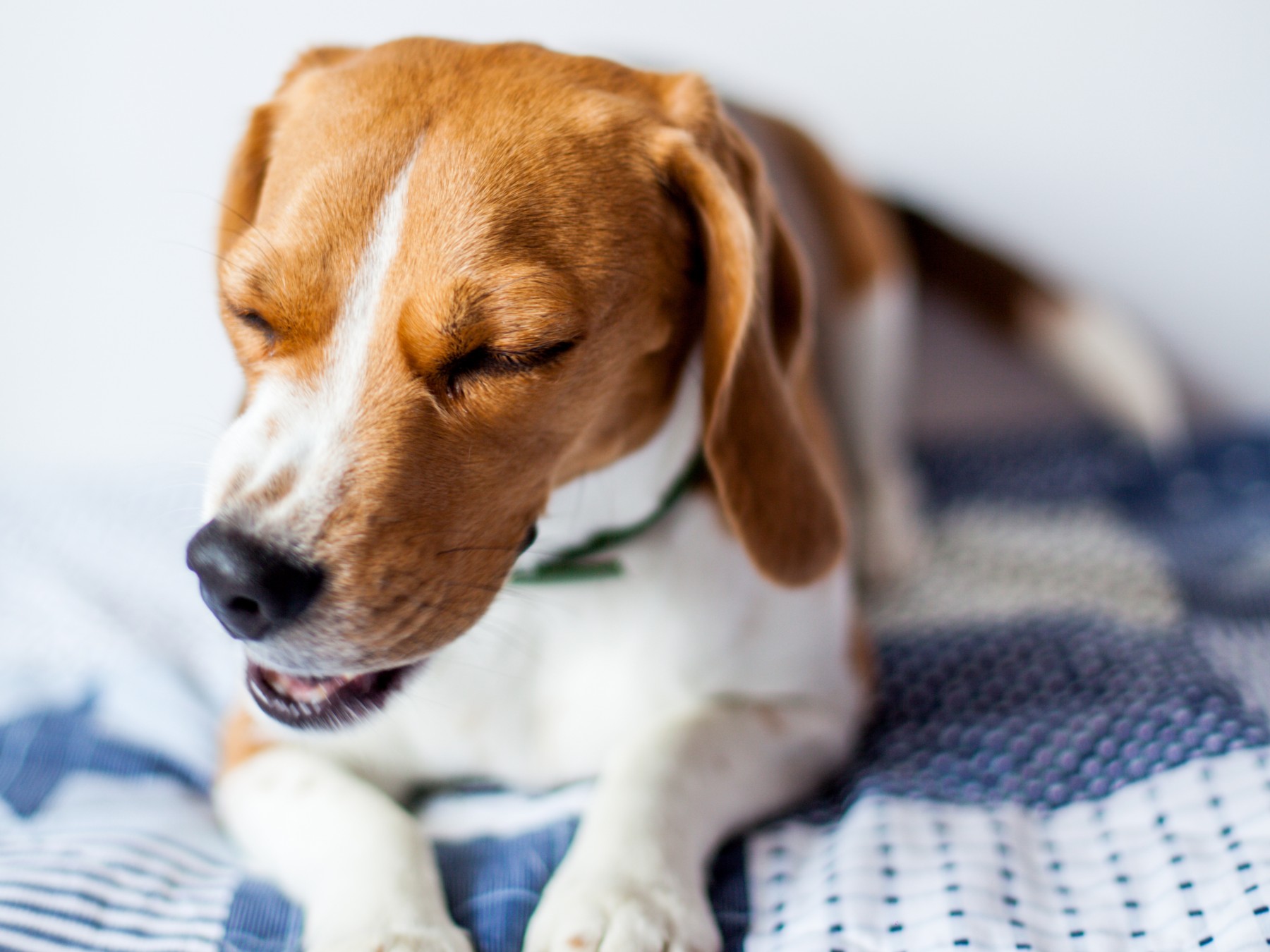سرفه کردن سگ در واقع یک رفلکس حیاتی است که به عنوان یک مکانیسم دفاعی برای پاکسازی مجاری هوایی از مواد خارجی، تقویت سیستم موکوسیلیاری و محافظت از مجاری هوایی در برابر استنشاق ناخواسته مواد از حفره دهان عمل میکند. علی رغم این فواید اگر سرفه کردن سگ به صورت مزمن درآید، میتواند باعث آزار حیوان و آسیب به مخاط تنفسی بشود و در نهایت کیفیت زندگی سگ شما را به خطر بیاندازد.