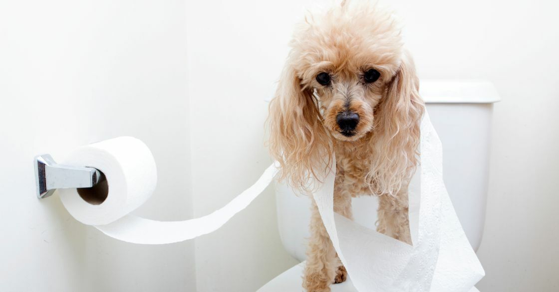 makiandampars - gastroenteritis in dogs