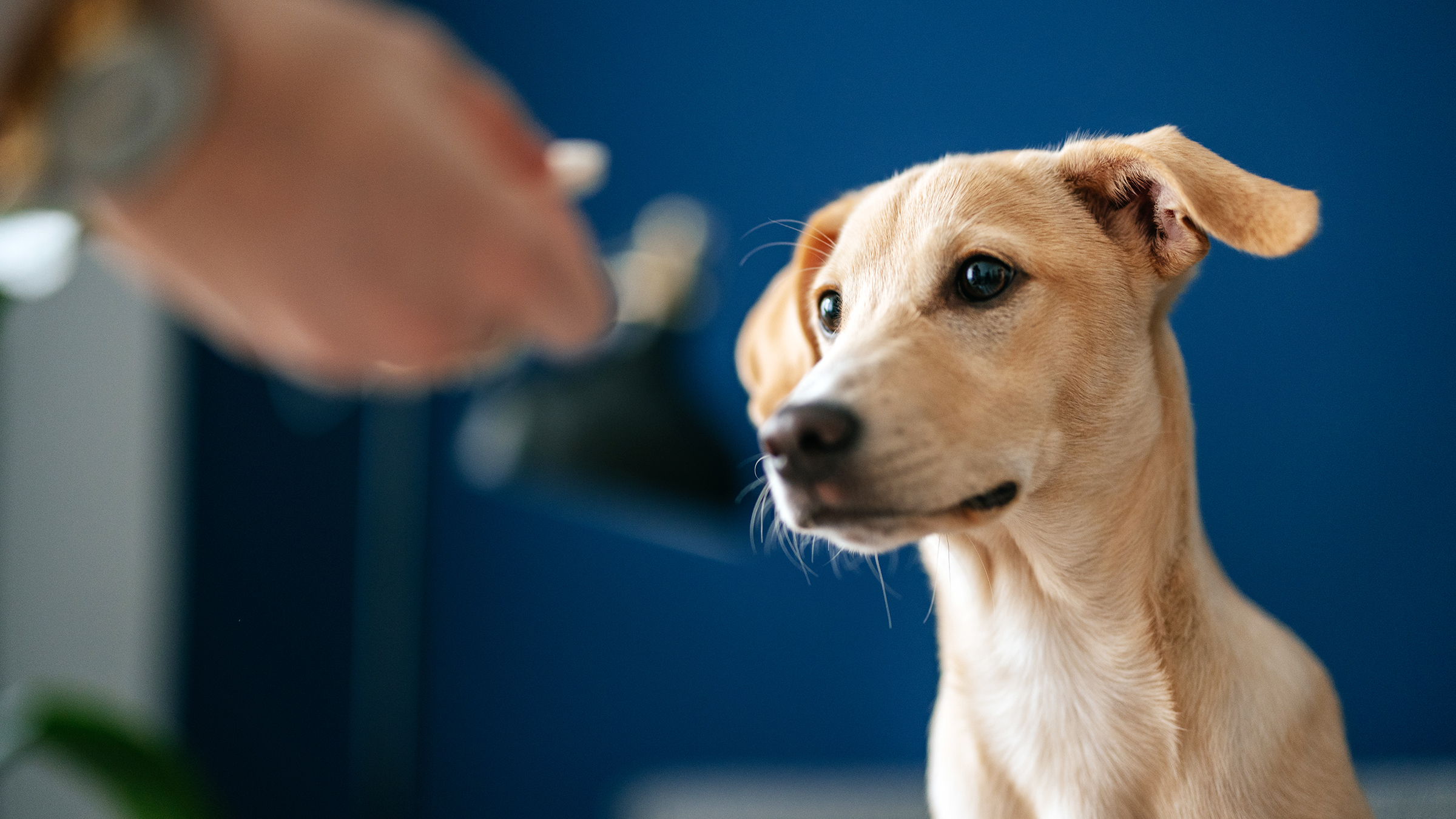 تمام سگ ها حداقل یک بار در طول زندگی خود مجبورند داروهای خوراکی مصرف کنند. همین مسئله میتواند چالش بزرگی برای سرپرست سگ باشد. اگر باز کردن دهان سگ و ریختن دارو در دهان آن _به خصوص اگر دارو تلخ باشد یا سگ مایل به خوردن آن نباشد_ به درستی انجام نشود میتواند خاطره بدی از شما در ذهن سگتان به جای بگذارد. بنابراین مهم است که روش صحیح شربت دادن به سگ را بیاموزید. هنگامی که دوزاژ شربت به صورت چند نوبت در طول شبانه روز باشد، دامپزشک روش صحیح انجام دادن آن را به شما نشان میدهد تا مجبور نباشید برای شربت دادن به سگ، هر چند ساعت یکبار به کلینیک مراجعه کنید. ممکن است در لحظه همه چیز ساده به نظر برسد اما به محض ورود به خانه اوضاع پیچیده خواهد شد. نگران نباشید! تنها چیزی که برای شربت دادن به سگ لازم دارید کمی تمرین، صبر و پشتکار است. این مقاله نیز به شما کمک خواهد کرد. کافیست موارد زیر را قدم به قدم انجام دهید: