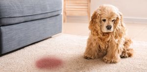 خون در ادرار سگ و گربه ها؛ علت و درمان