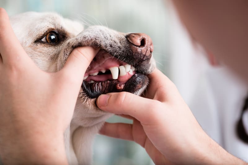 زخم های دهانی سگ ها؛ علل و درمان زخم های دهانی در سگ ها بر روی لب ها، لثه ها، زبان و سطح داخلی گونه ها دیده می شوند و وضعیتی دردناک و آزاردهنده برای آنها ایجاد می کنند. در این وضعیت، حتی غذا خوردن برای سگ ها دشوار می شود و می تواند راحتی و کیفیت زندگی آنها را پایین بیاورد. بنابراین لازم است علت ایجاد التهاب و زخم های دهان شناخته و به آن رسیدگی شود.