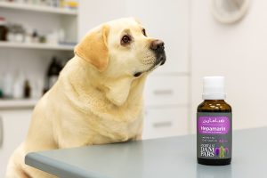 چاقی در سگ‌ها؛ تهدیدی جدی برای سلامت