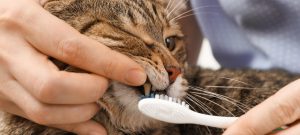 استوماتیت یا التهاب دهان گربه چیست؟