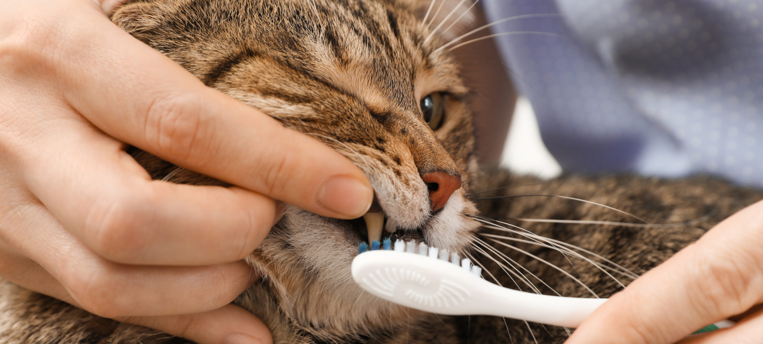 استوماتیت یا التهاب دهان گربه؛ التهاب شدید و دردناک تمام بخش های غشاء مخاطی و بافت های درون دهان است که بیش 10% از جمعیت کل گربه ها را درگیر میکند. استوماتیت گربه شبیه به بیماری ژنژیویت است، منتها در ژنژیویت صرفاً التهاب لثه ولی در استوماتیت بسیاری از بافت های دهانی از جمله زبان، کف و سقف دهان و لب ها درگیرند.