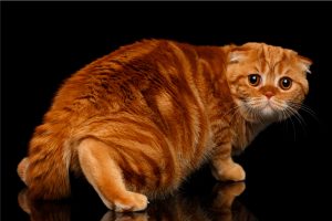 ۱۱ نشانه اضطراب جدایی در گربه ها; پیشگیری و درمان