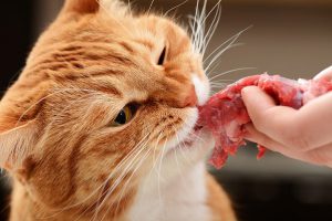 جگر مرغ برای گربه مفید هست یا مضر؟