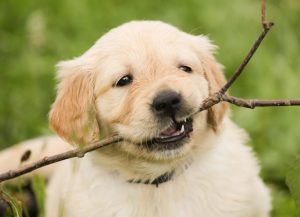 مشکلاات گوارشی در سگ ها و پروبیوتیک ها