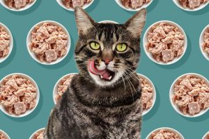 خوراکی های مضر برای گربه ها