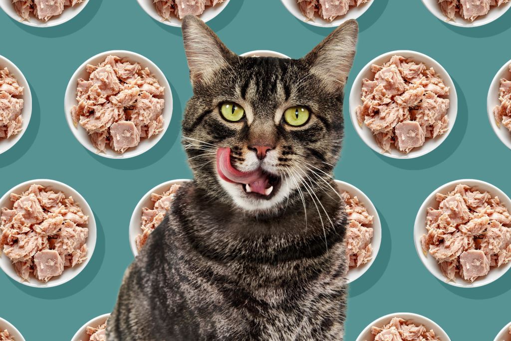 ماکیان دام پارس-خوراکی های مضر برای گربه ها