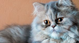 گربه ها و بیماری کلیه پلی کیستیک