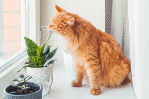 آیا گیاهان اپارتمانی برای سگ و گربه سمی هستند؟