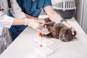 بیماری های کلیوی در گربه ها