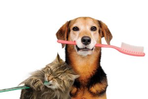 جرم گیری دندان در سگ و گربه