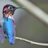 اهمیت تعیین جنسیت پرنده