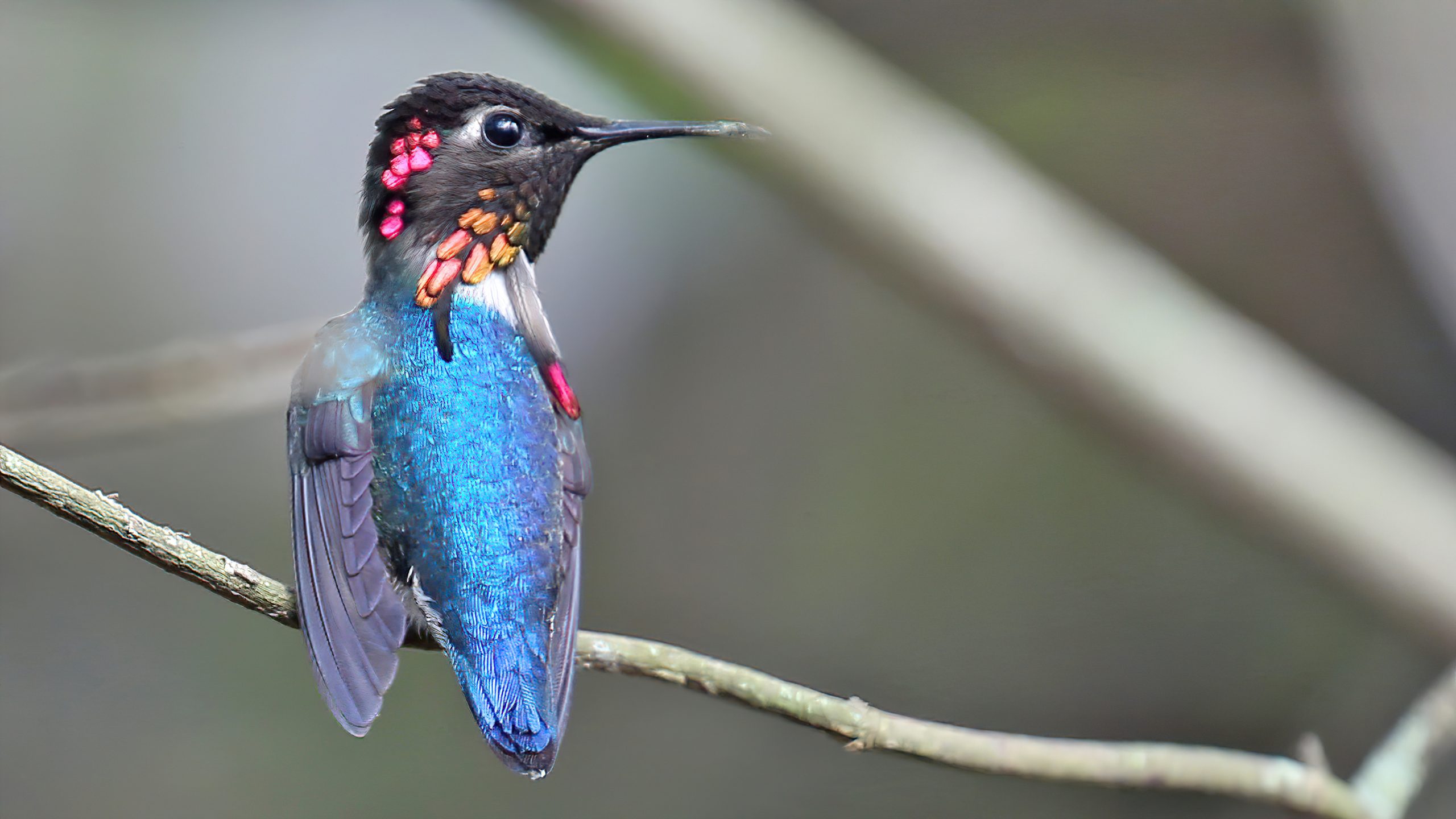 تصویر اهمیت تعیین جنسیت در پرندگان
