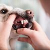 همه چیز در مورد زگیل دهانی سگ