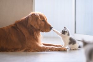 کولیت سگ و گربه؛ علائم و درمان
