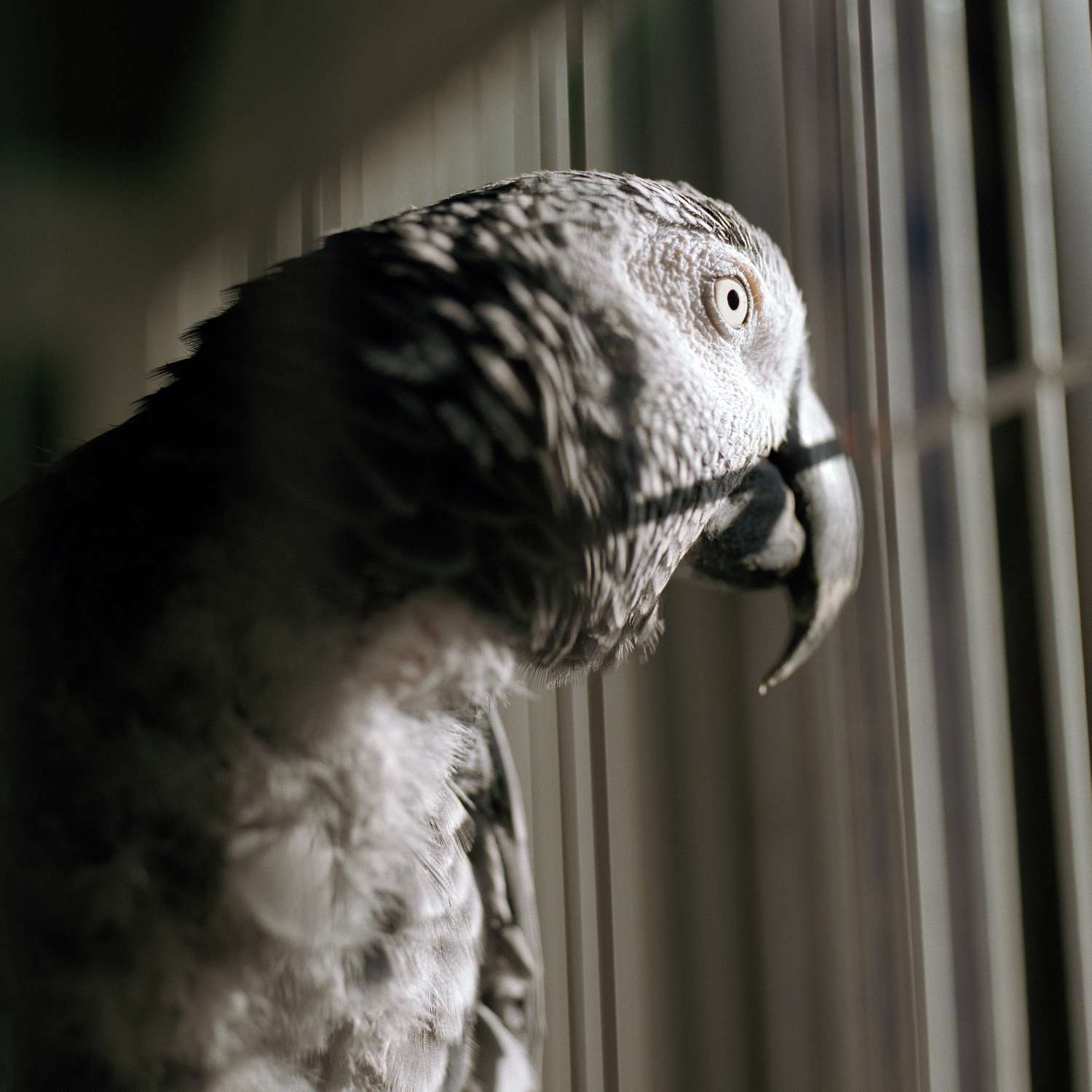 makiandampars - bird depression