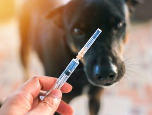 عوارض کلیوی دارو های ضد التهاب غیر استروئیدی در سگ و گربه ها