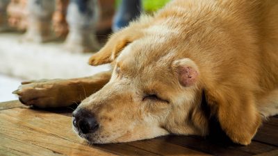makiandampars - bacterial pneumonia in dogs