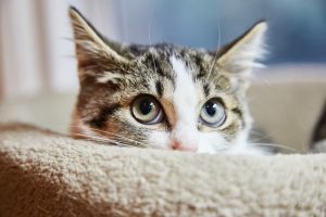 نگاهی به اضطراب در گربه ها؛ از علل تا درمان