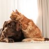 کنترل استرس و اضطراب در سگ و گربه