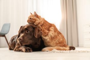 کنترل استرس و اضطراب در سگ و گربه