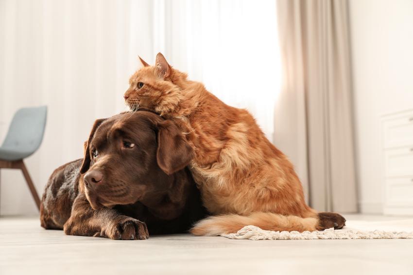 makiandampars - stress and anxiety in cats and dogs