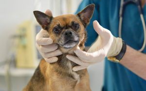 کلاپس نای در سگ ها چیست و چگونه درمان می شود؟