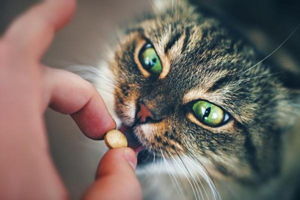 ماکیان دام پارس-سنگ های ادارای گربه