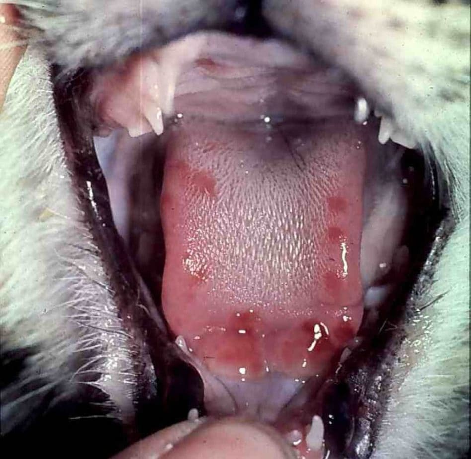 makiandampars - ulcer in the mouth of a cat