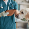 بیماری تنفسی در سگ ها؛ علائم و درمان