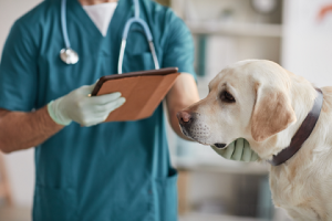 بیماری تنفسی در سگ ها؛ علائم و درمان